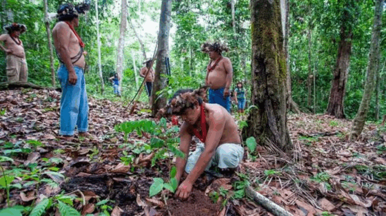 Mudanças climáticas: Por que proteger territórios indígenas é importante para o equilíbrio do clima?