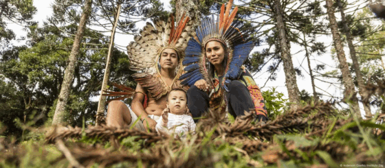 Mudanças climáticas: Os indígenas que estão plantando uma floresta de araucárias