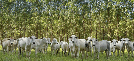 Mudanças climáticas: Agricultura sustentável promove conservação e empregos na Amazônia e no Cerrado