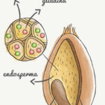O Que E Gluten