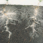 Mycorrhizas