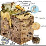 Biologia Do Solo 15