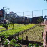 Osasco Sp Quer Ter 100 Hortas Urbanas Para Combater Inseguranca Alimentar 1651586722105 V2 4x3 1024x768