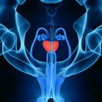 Male Prostate Diagram Image V2