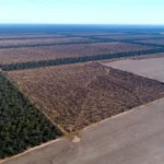 DESTRUIÇÃO DO CERRADO