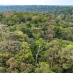 Amazon Rainforest Canopy