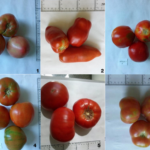 Tomate Variedades