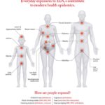 Disruptores Endócrinos